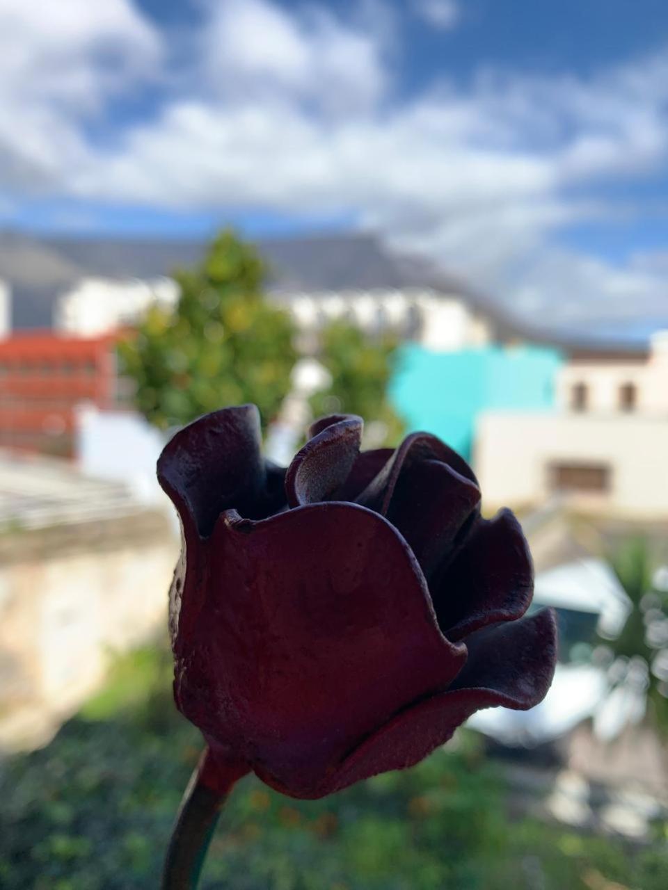 קייפטאון La Rose B&B מראה חיצוני תמונה